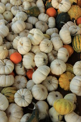 pumpkins and gourds