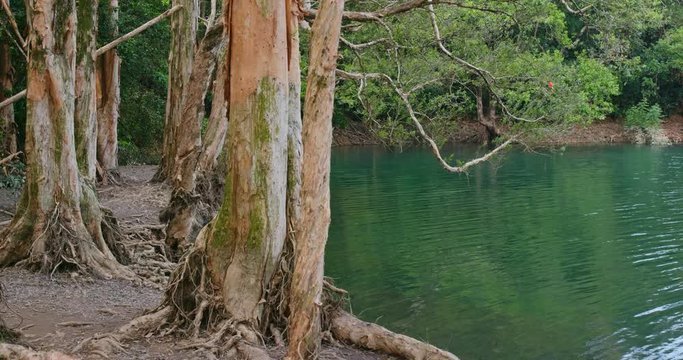 Beautiful lake and forest