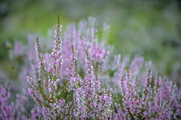 Fototapeta premium purple pink erica flower