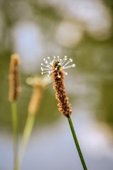 two foxtails flowers closeup