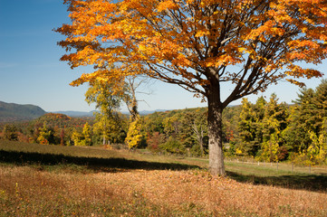 Fall color in Berkshire Hills, Western Mass