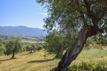 olive groves in the countryside in Italy. Mediterranean agriculture