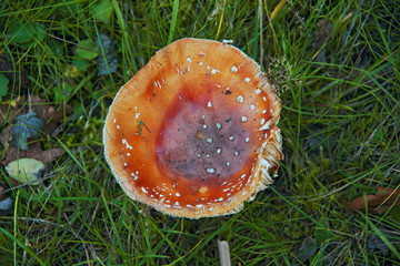 Fly Agaric 