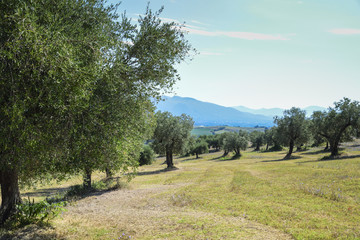 Obraz premium olive groves in the countryside in Italy. Mediterranean agriculture