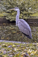 Heron bird