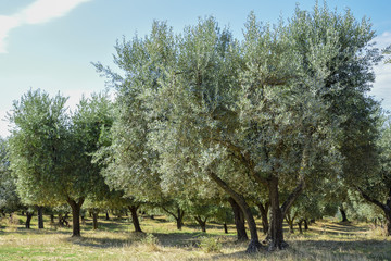 Fototapeta na wymiar olive groves in the countryside in Italy. Mediterranean agriculture