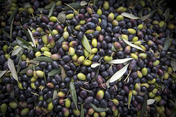 close-up of freshly picked olives in the Italian countryside