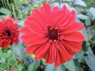 Obraz premium Pink red flower