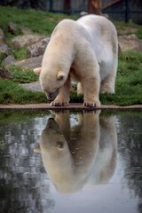 Polar bear reflection in water