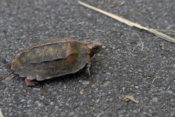 リュウキュウヤマガメ