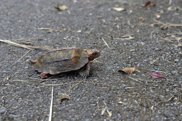 リュウキュウヤマガメ