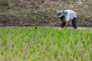  Rice seedlings