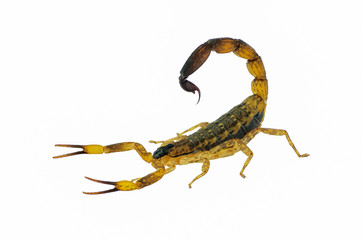 scorpion isolated