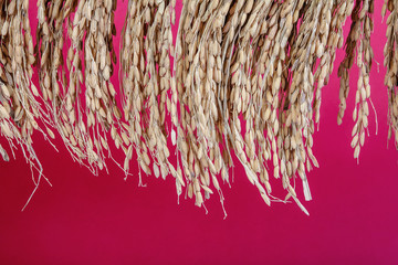 harvested Dried rice bunch 