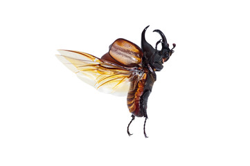 Rhinoceros beetle