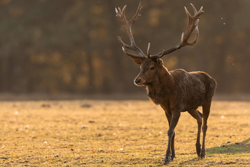 Obraz premium Deer's Slab in the forest