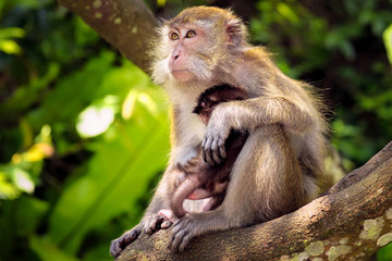 Naklejka na ściany i meble Mother and her baby monkey.