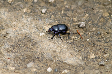 Beetle