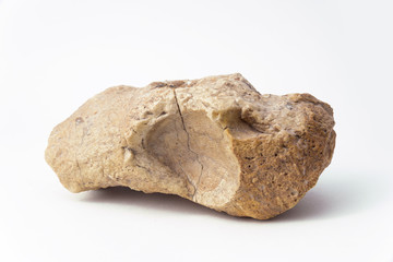 Ammonite on a white background side view with the imprint of a seashell shell.