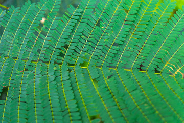 Close up fern background
