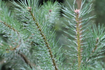 Pine tree leafs