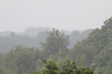 Misty tree skyline