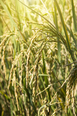 Background and Wallpaper Close up Image of yellow golden rice seed. Harvest season in field during the sunny time.
