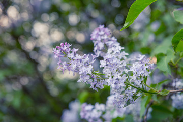 A branch of lilac with violet flowers in the spring, on the background of beautiful bokeh.