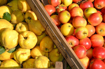 Freshly picked apples and quinces