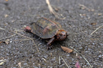 リュウキュウヤマガメ
