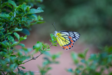 Beautiful Indian Jezebel Butterfly sitting on the flower plant in its natural habitat