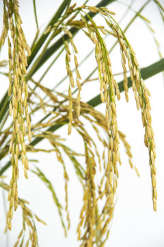 Close up Image of yellow golden rice seed. Harvest season in field on isolated on white background.