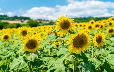 Beautiful sunflowers in a field in central France