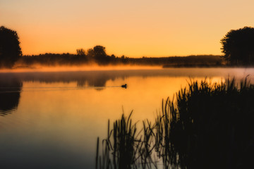 O wschodzie kaczka na wodzie © Dariusz