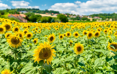 Beautiful sunflowers in a field in central France