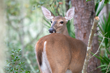 Deer in woods Looking over Shoulder ears up