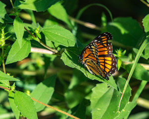 Viceroy butterfly along the nature trail!