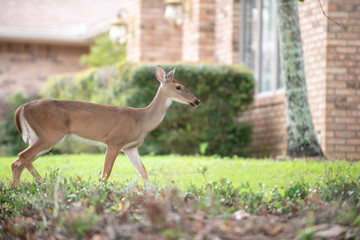 Deer walking Front of House