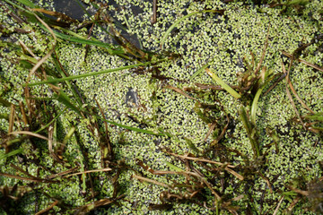 Garden ponds are impressive small biotopes

