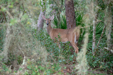 Deer in woods