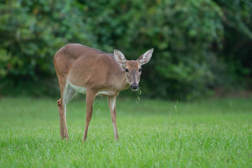 Deer Grazing 