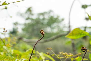 Uluhe Fern Fiddlehead in Summer