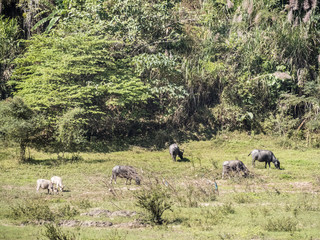Cattle on the side of the river