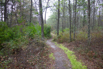 Fototapeta premium NYS Parks