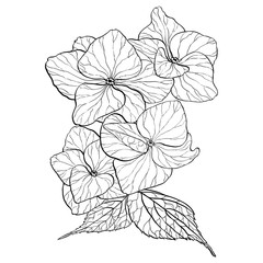 Flowers and leaves of hydrangeas. Use printed materials, signs, items, websites, maps, posters, postcards, packaging. Garden flowers - decorative composition. 