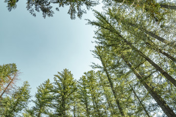 Looking up at blue sky framed by evergreen trees