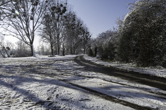 Arbres de bord de Loire sous la neige et le soleil