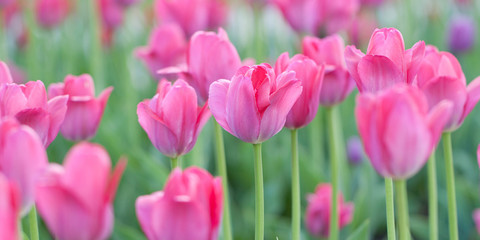 wonderful tender pink tulips blooming in the garden