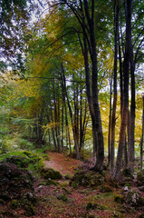 autumn forest with yellow leaves