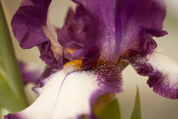 beautiful bright white lilac iris flower, macro